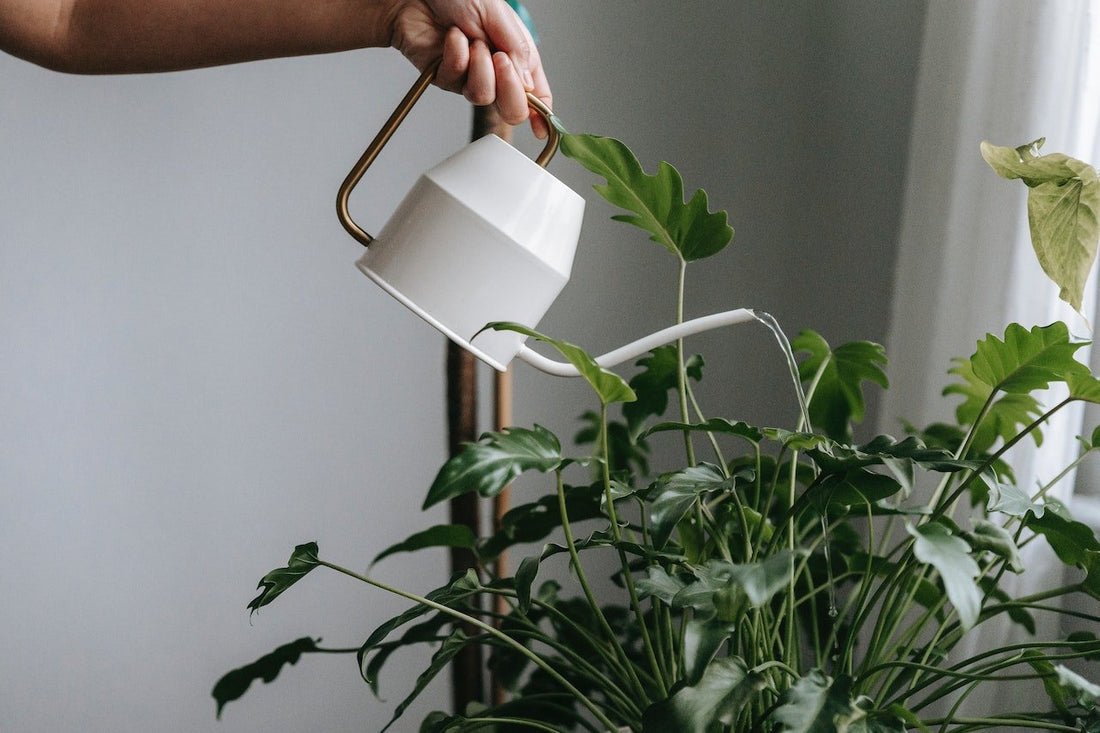 How to Water Your Houseplants - House of the green