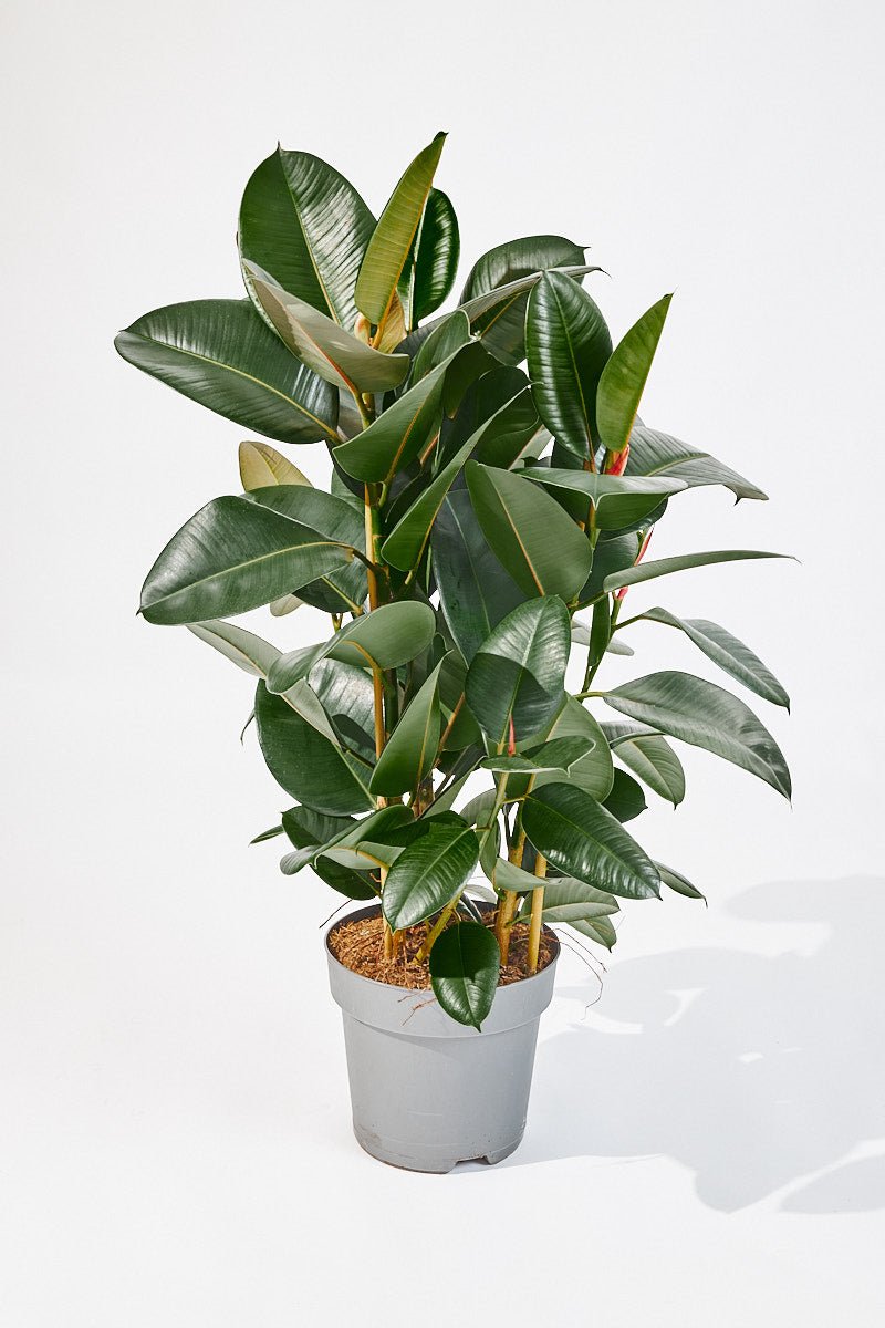 Ficus Elastica (Rubber plant) 95 cm - House of the Green