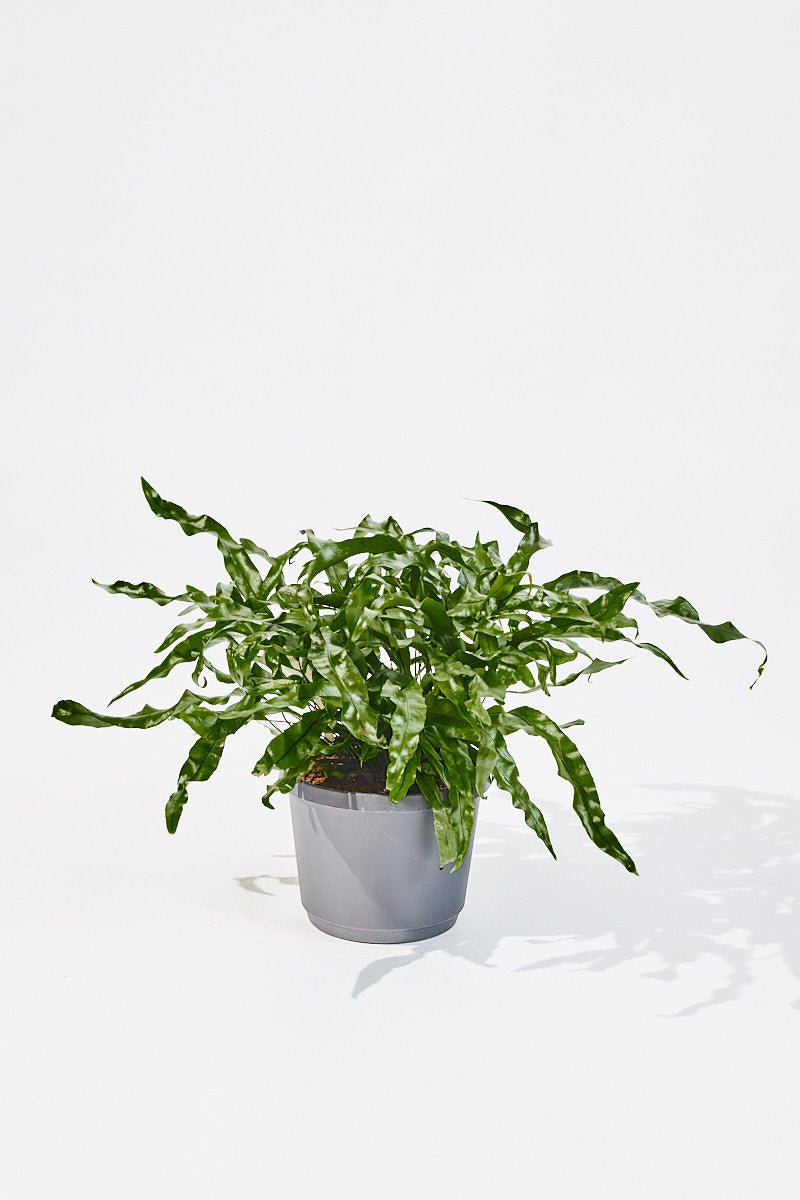 Microsorum Diversifolium (Kangaroo fern) 40 cm - House of the Green