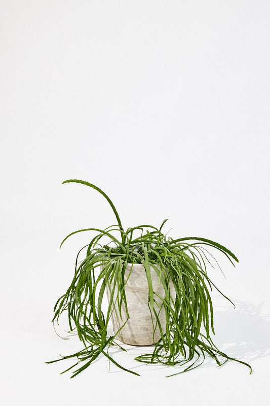 Lepismium Bolivianum (Forest cactus) 45 cm - House of the Green