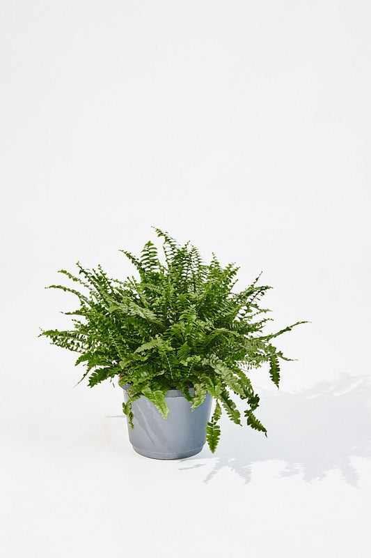 Nephrolepis Exalta (Boston fern) 40 cm - House of the Green