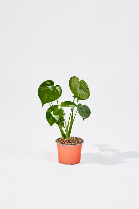 Monstera Deliciosa (Swiss cheese plant) 40 cm - House of the Green