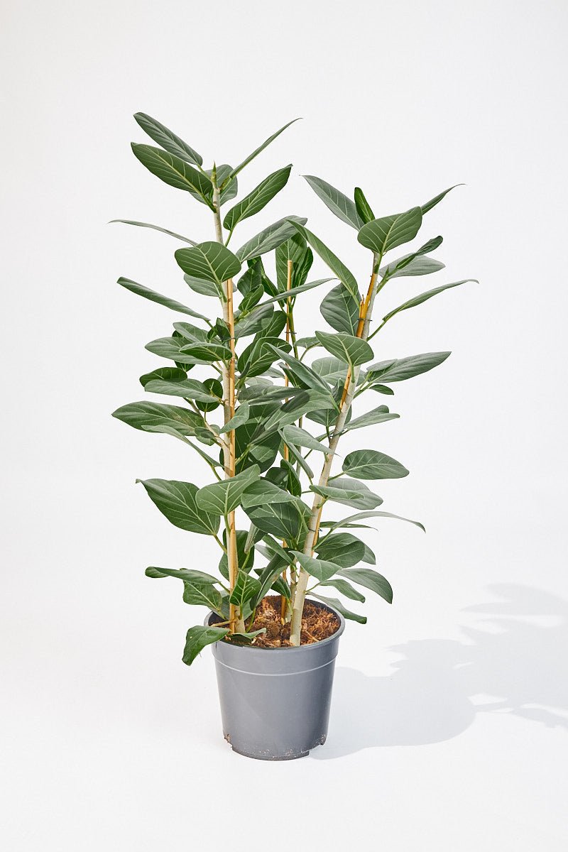 Ficus Benghalensis (Indian Banyan) 75 cm - House of the Green