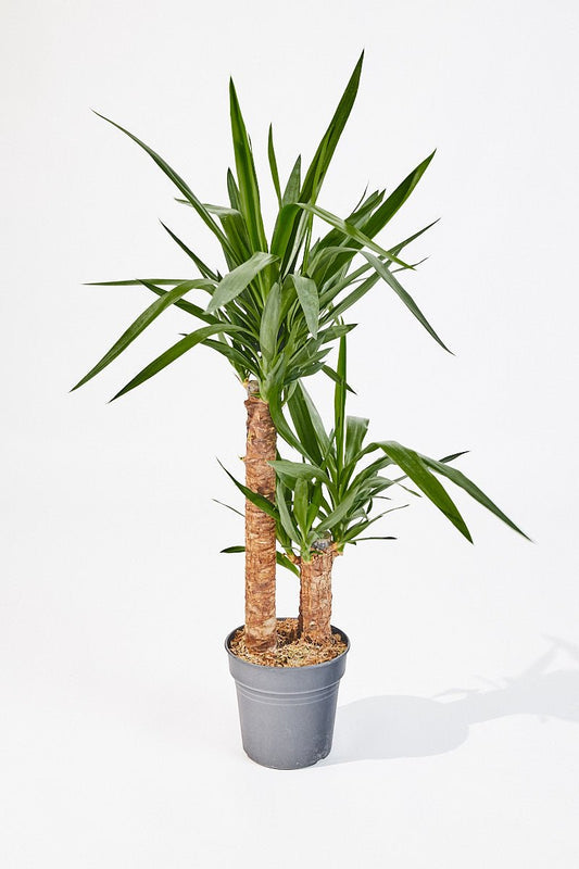 Yucca Elephantipes (Spineless Yucca) 100 cm - House of the Green