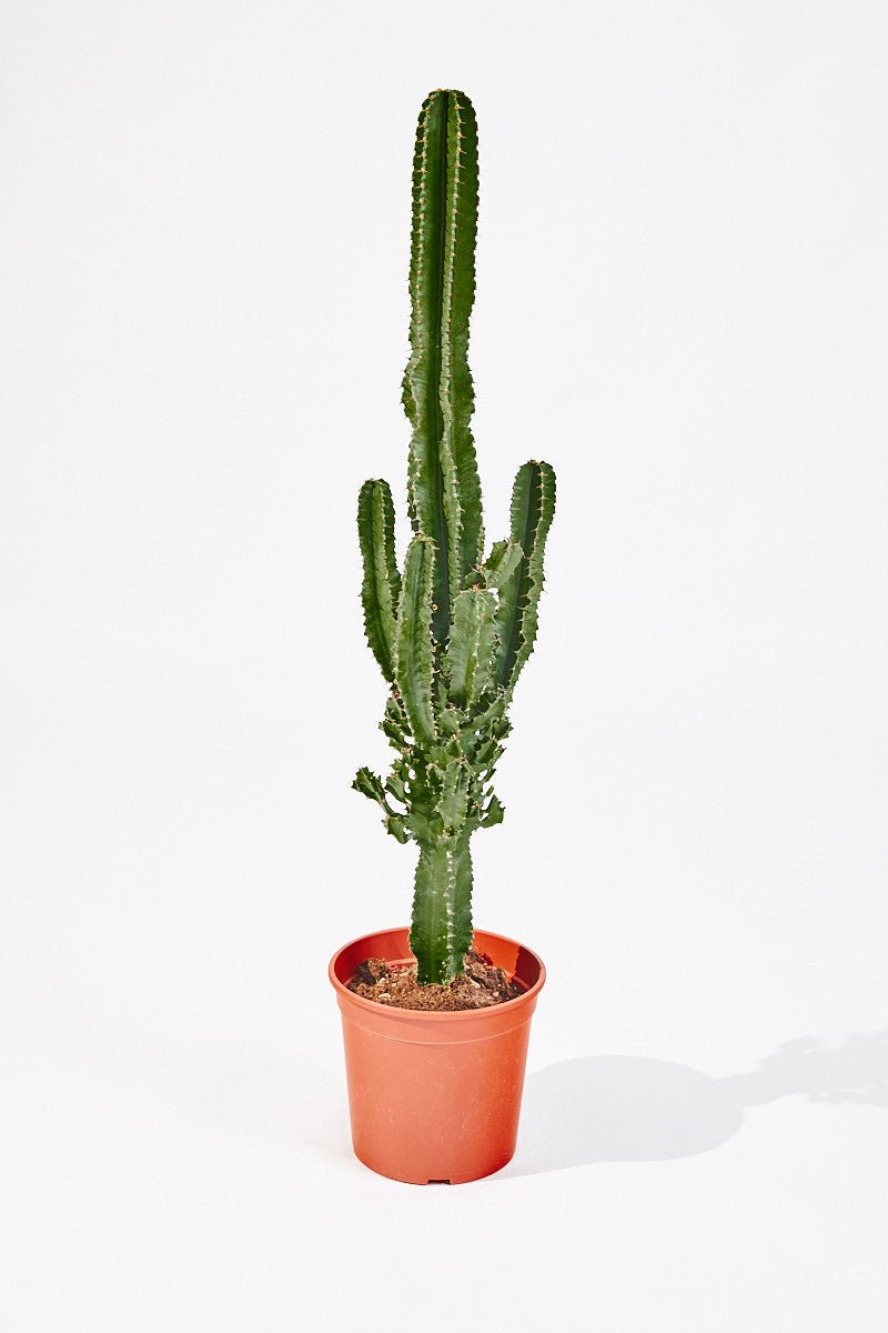 Euphorbia Canariensis (Cowboy cactus) 70 cm - House of the Green