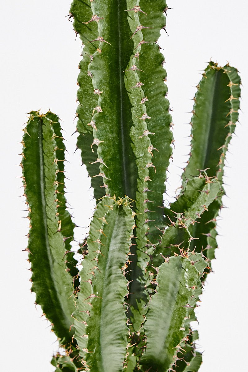 Euphorbia Canariensis (Cowboy cactus) 70 cm - House of the Green