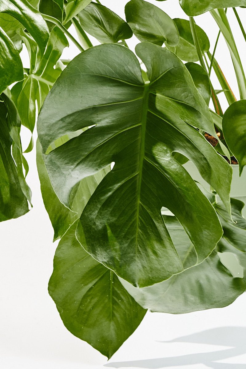 Monstera Deliciosa (Swiss cheese plant) 80 cm - House of the Green
