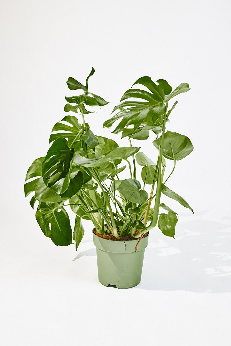 Monstera Deliciosa (Swiss cheese plant) 80 cm - House of the Green