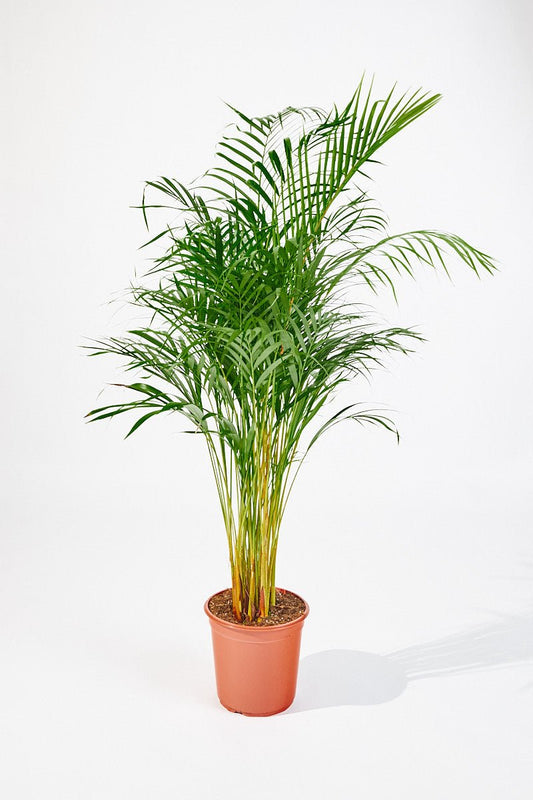 Dypsis lutescens (Areca palm) 100 cm - House of the Green