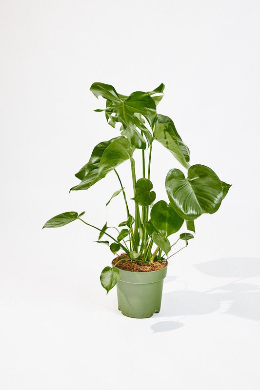 Monstera Deliciosa (Swiss cheese plant) 75cm - House of the Green