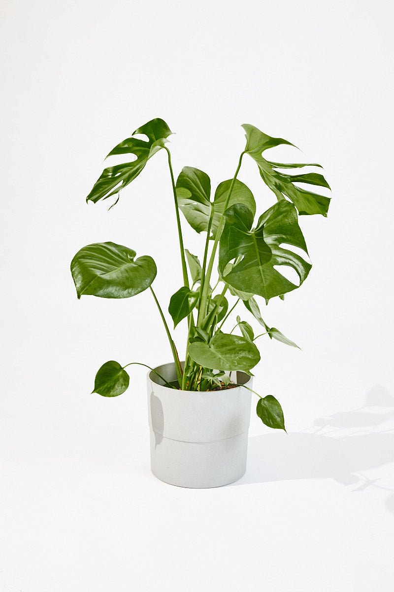 Monstera Deliciosa (Swiss cheese plant) 75cm - House of the Green