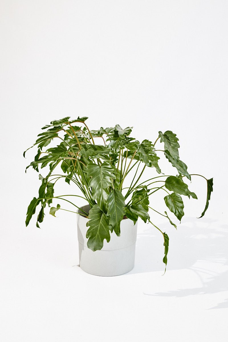 Philodendron Xanadu 70 cm - House of the Green