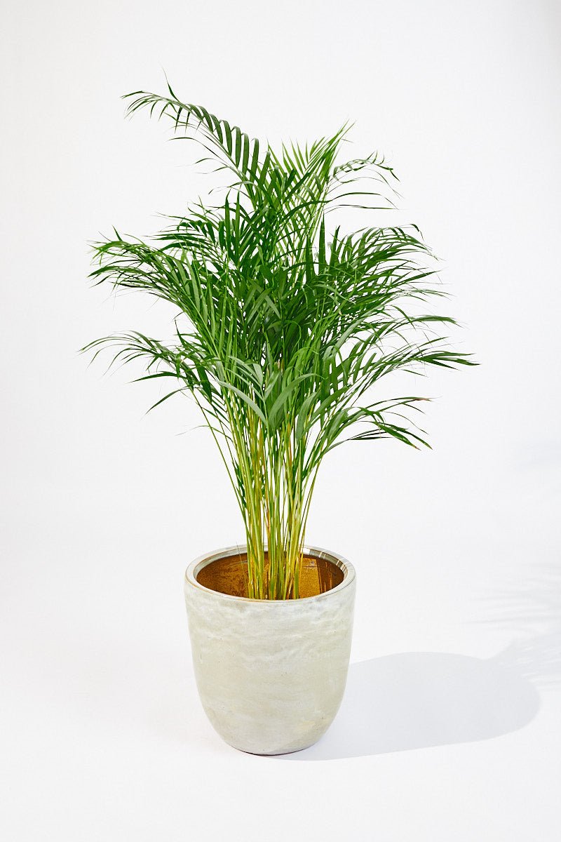 Dypsis lutescens (Areca palm) 100 cm - House of the Green