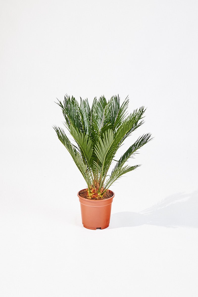 Cycas Revoluta (Sago palm) 65 cm - House of the Green