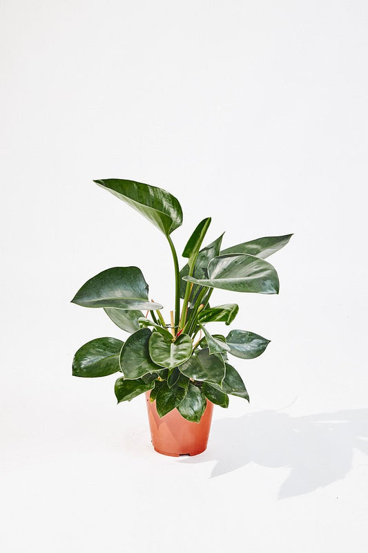 Philodendron Congo Apple (Apple Green) 70 cm - House of the green