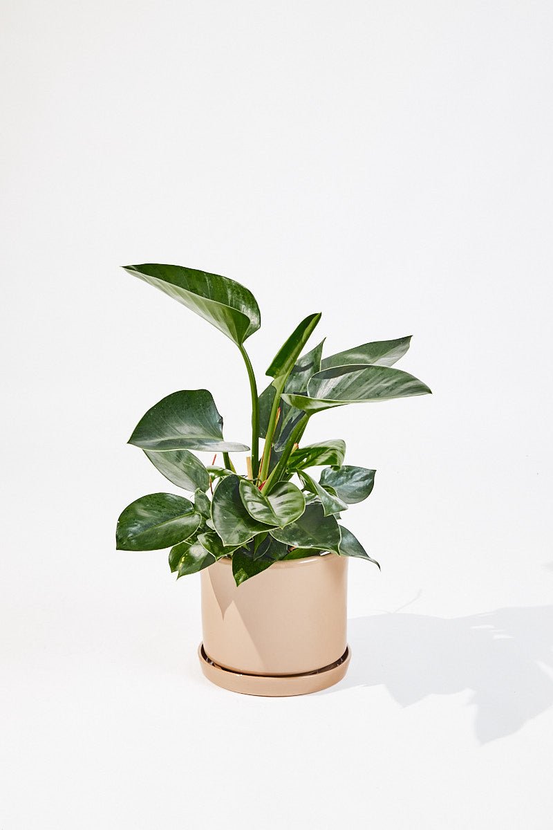 Philodendron Congo Apple (Apple Green) 70 cm - House of the green