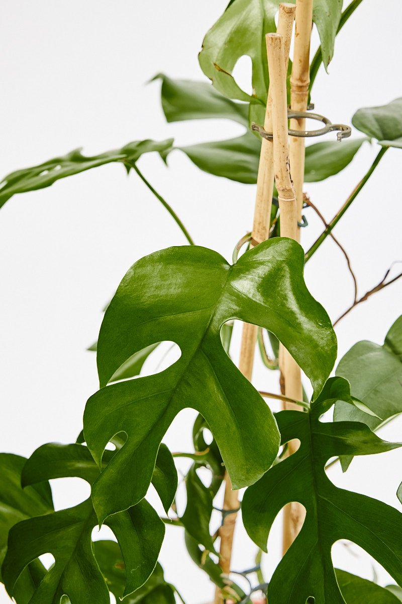 Philodendron Minima (Mini Monstera) 70 cm - House of the green