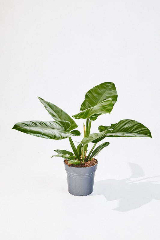 Philodendron Erubescens (Imperial Green) 60 cm - House of the Green