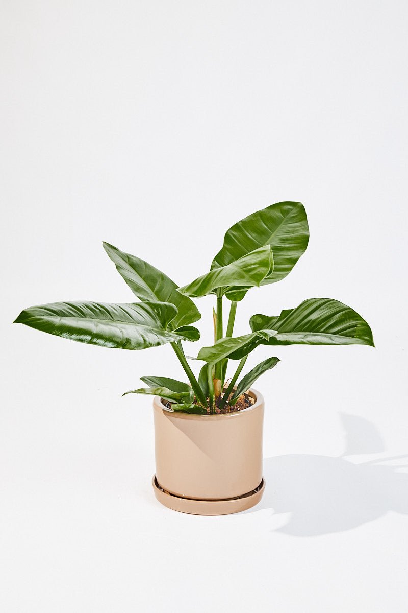 Philodendron Erubescens (Imperial Green) 60 cm - House of the Green