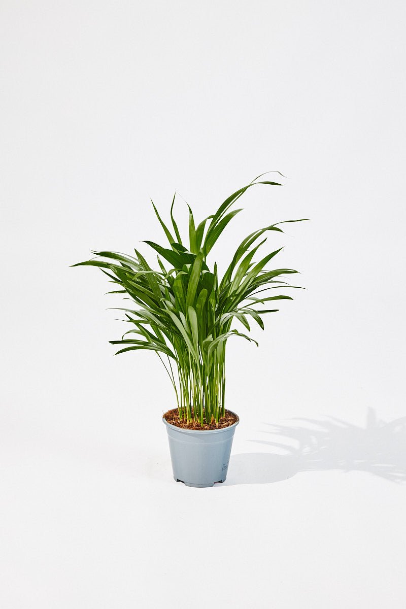 Dypsis Lutescens (Areca palm) 50 cm - House of the Green