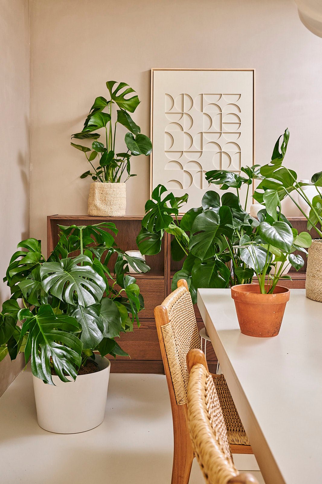 Monstera Deliciosa (Swiss cheese plant) 40 cm - House of the green
