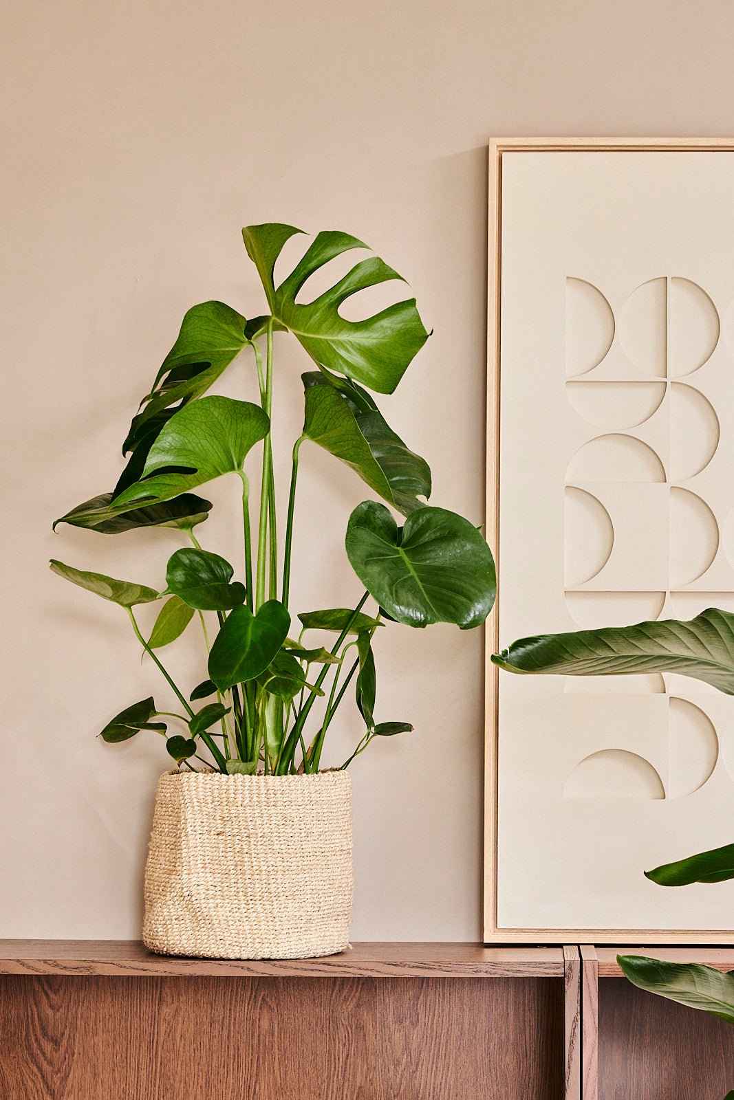 Monstera Deliciosa (Swiss cheese plant) 75cm - House of the green