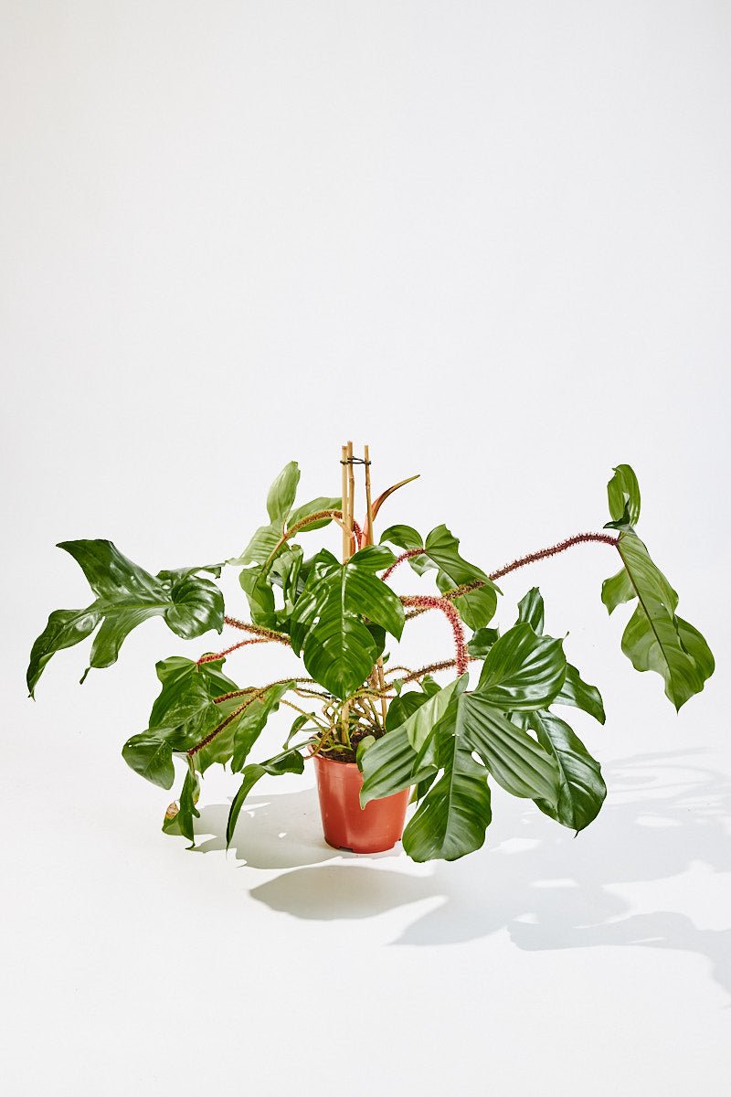 Philodendron Squamiferem (Red Bristle Philodendron) 70 cm - House of the green