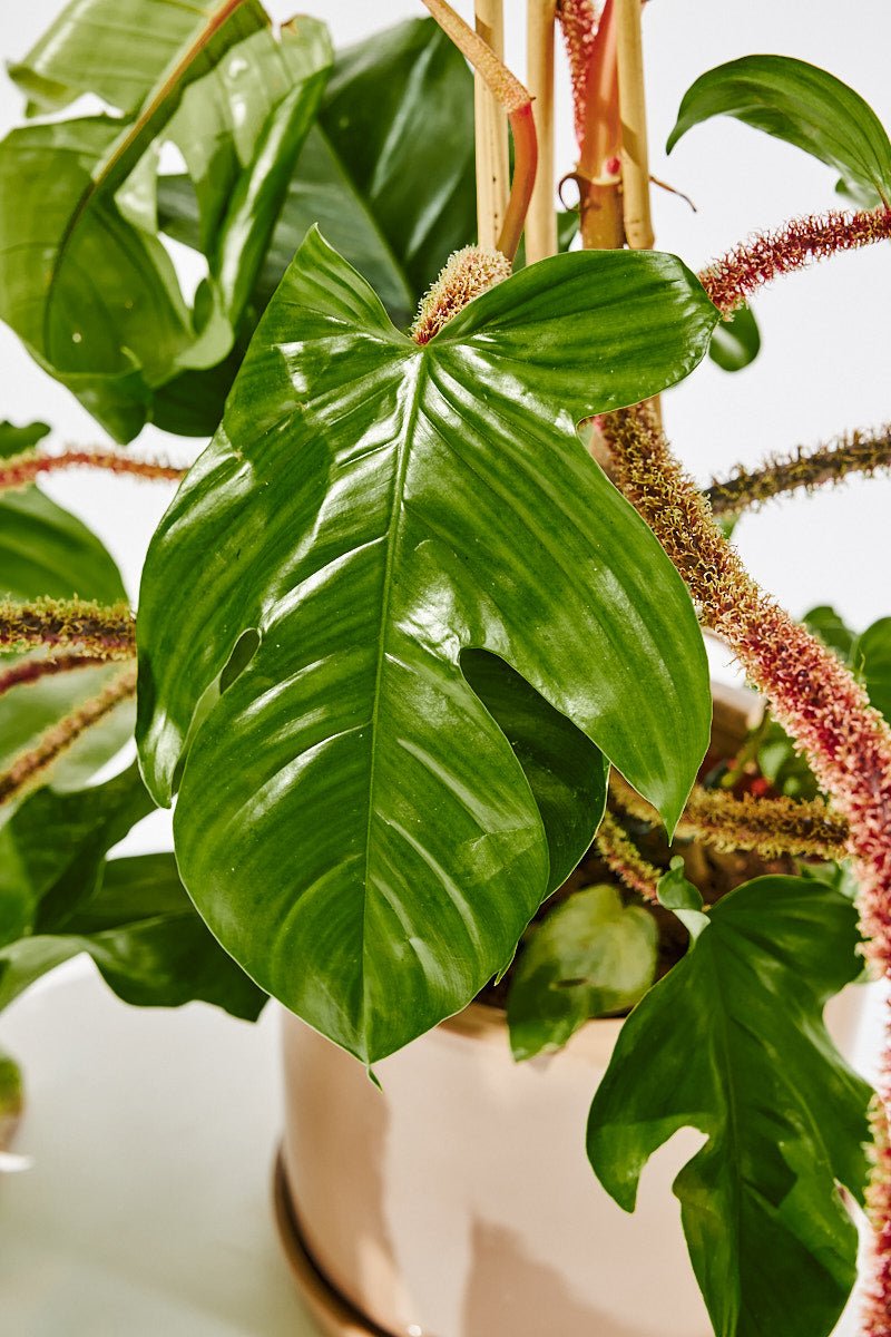 Philodendron Squamiferem (Red Bristle Philodendron) 70 cm - House of the green